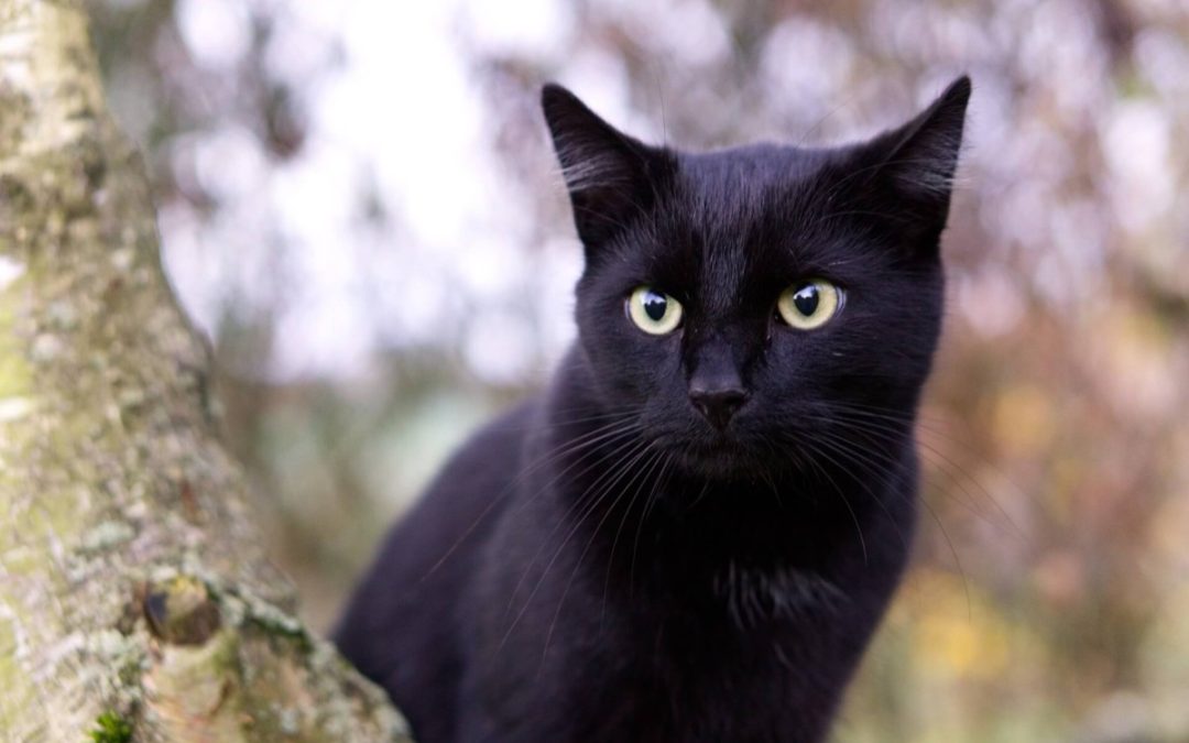 The Highly Sensitive Person Body-Mind: Palpitating Hearts and Cat Fights