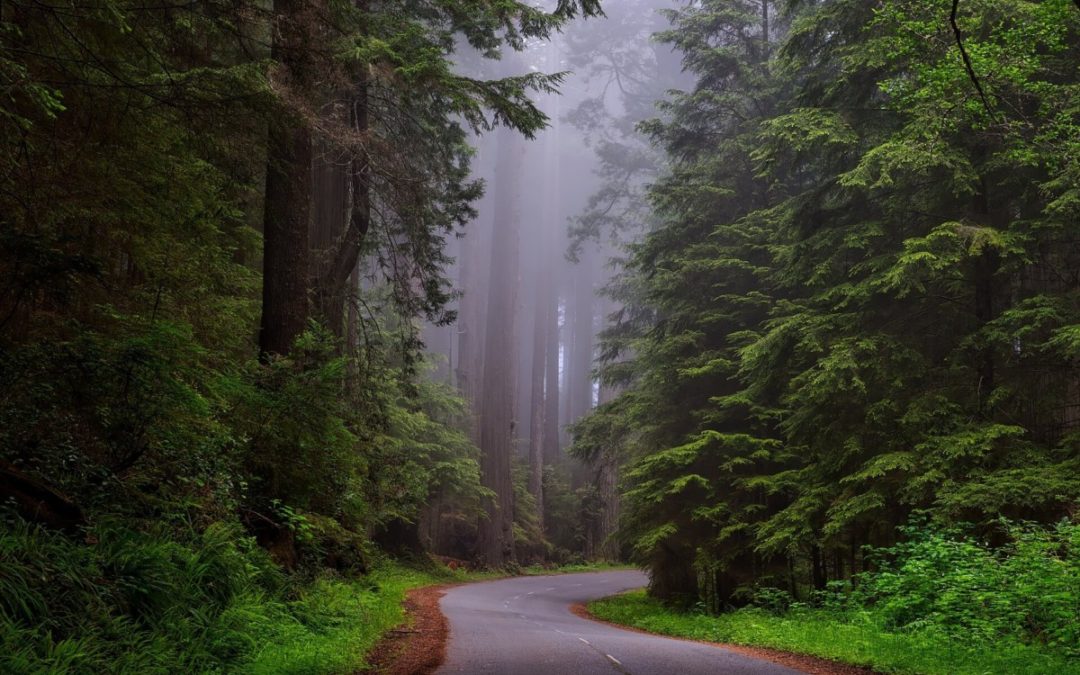 Sensory Processing Sensitivity and HSPs; A Weekend Conference with Dr. Elaine Aron, Part I